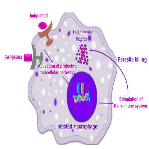 Treatment for leishmaniasis could be improved by combining two drugs that trigger host immune responses to kill two parasitic species.