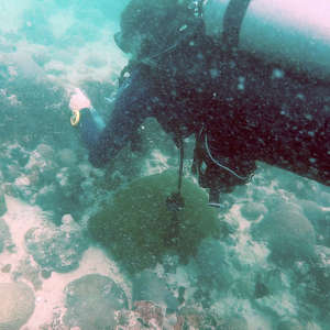 قاس الباحثون مؤشرات بيئية حول المستعمرات المرجانية وجمعوا عينات من أجل تحليل جراثيم وجزيئات سطح المرجان.