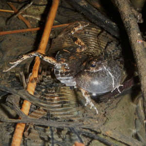 A calling male túngara frog with a large inflated vocal sac.