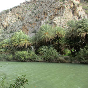 Wild Phoenix theophrasti palms in Preveli Gorge, Crete.