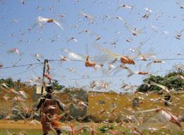 
Officials are trying to avoid a repeat of the 2004 locust swarm in Senegal and other parts of Africa.
