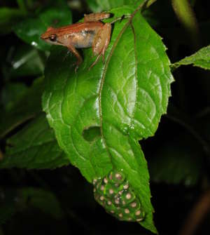 New York University Abu Dhabi researchers have discovered a new species of puddle frog on a mountain in southwestern Ethiopia.