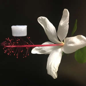 An optical image showing an aerogel sample resting on the stamen of a flower.
