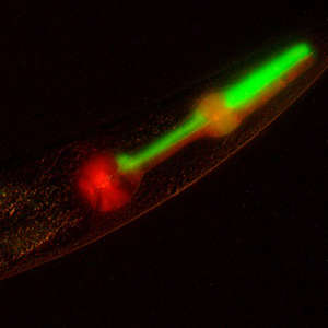 The presence of red and green fluorescence in the muscles of the worm pharynx provides an easy visual readout of atypical chromosome sorting.