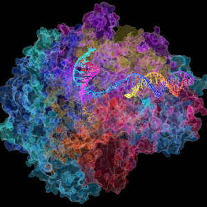 RNA polymerase II