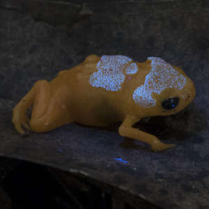 Pumpkin toadlets (Brachycephalus ephippium) fluoresce under ultra-violet light.