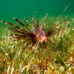 سمكة الأسد الاجتياحية في مرج من الأعشاب البحرية في جزر البهاما.