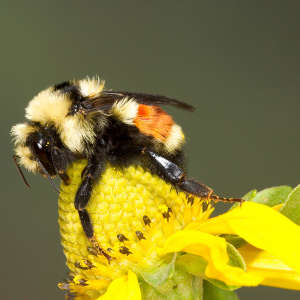 Bombus melanopygus bumblebees living inland in the US have a distinctive reddish orange abdominal band. Members of the same species living on the Pacific coast have yellow and black ones.
