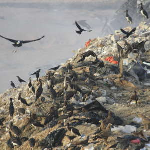 Globally endangered Steppe eagles (Aquila nipalensis), Abdim’s stork (Cincona abdimii), and House crows (Corvus splendens) feeding at a waste disposal site. Collectively, avian scavengers consume large amounts of waste. 