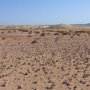 Inland site showing scattered mollusk shells.