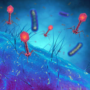 العاثيات تصيب البكتيريا بالعدوى وتتكاثر ضمنها