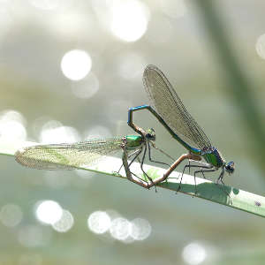 C. exul pair mating