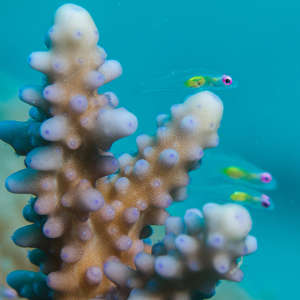 Pink-eye goby on Acropora hemprichii in the central Red Sea