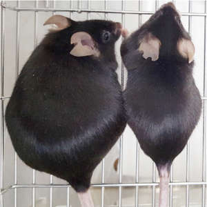 فأر يفتقر إلى البروتين Arid5a (إلى اليسار) بلغ وزنه ضعف وزن الفأر الضابط من النوع البري (إلى اليمين).
