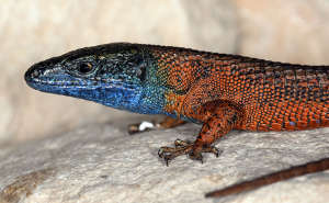 Algyroides nigropunctatus, a species of lacertid lizard indigenous to Dalmatia and the Balkans.