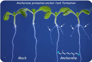 يعزز الأنكورين (anchorene) –وهو الجزيء المرسل للإشارات الذي أمكن تحديده مؤخرًا في النباتات- تَشكُّل الجذور المثبتة في نبات Arabidopsis.