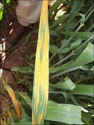 
Yellow leaf symptoms on wheat leaf.
