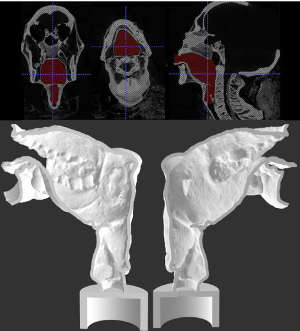 Final segmentation view (upper) and sagittal section of the two halves of 3-D printed Nesyamun’s vocal tract (lower).