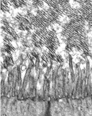 صورة بالمجهر الإلكتروني النافذ لنمو الغشاء السَّقفي لدى فأر بعد يومين من مولده.