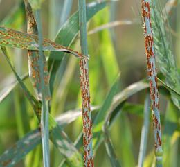 
Unlike other types of wheat rust, Ug99 destroys the crop completely.
