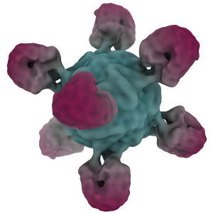 نموذجٌ بالمجهر الإلكتروني فائق البرودة للجسيم النانوي الاصطناعية لجذوع بروتين الهيماجلوتينين. يظهر لُب الجسيم النانوي باللون الأزرق المخضر، بينما تظهر جذوع بروتين الهيماجلوتينين باللون الكستنائيّ.