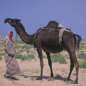 قد يعاني الكويتيون المعاصرون مشكلات صحية بفضل التكيّفات الجينية التي حمت أسلافهم البدو العرب من البيئة الصحراوية القاسية.