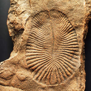 A fossil of the extinct basal animal Dicksonia costata dating from the Ediacaran Period.