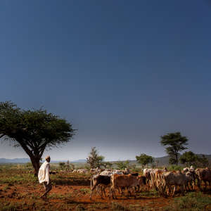 Ethiopian Boran cattle
