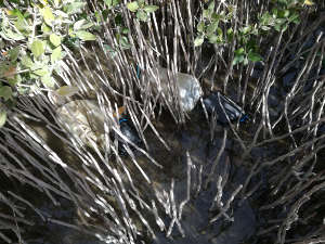 Mangrove plant aerial roots and branches trap plastic, which fragments into smaller particles and eventually deposits in the sediment.
