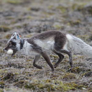 An arctic fox tracked with a satellite collar carries a goose egg on Bylot Island, Nunavut, in the Canadian Arctic Archipelago. Tracking movements of predators facilitates understanding of arctic ecosystem changes.