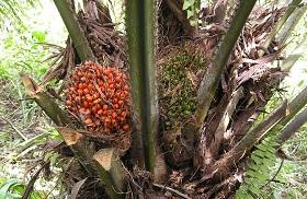 
The oil palm fruit.
