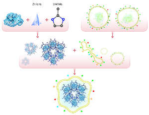 Nivolumab (blue blob) is loaded onto a metal organic framework made of zinc ions (pyramid) and 2-methylimidazole ligands (2-mIMs). Membranes from the targeted cancer cells (right) are used to coat the system (bottom).