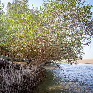 Researchers at NYUAD’s Center for Genomics and Systems Biology published a high-resolution genome for the grey mangrove species that forms the only natural evergreen forest in Arabia.