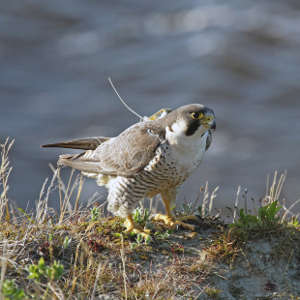 Satellite-tagged peregrine in Taimyr, Russia.