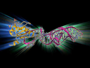 Molecular model showing an RNA strand from a hepatitis D virus genomic ribozyme, complexed with a ribonucleoprotein.