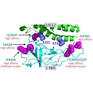 Some of the high affinity mutations in the spike protein and hACE2 identified by structural modelling.