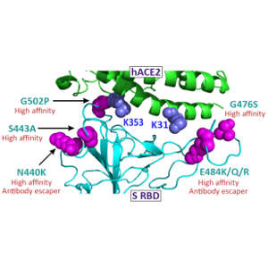 التعرف على بعض الطفرات ذات القابلية العالية للارتباط في البروتين الشوكي ومستقبِل (hACE2) عن طريق النمذجة الهيكلية.