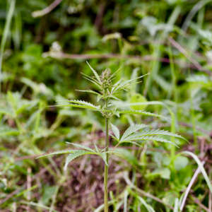 Feral cannabis plant in the middle of a grassland in Qinghai province, central China.