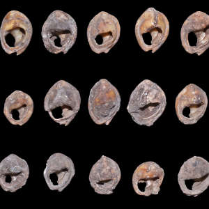 Shell beads recovered from Bizmoune Cave