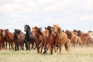 Horses running in the steppes of Inner Mongolia, China. July 2019.