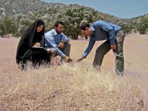 Wild wheat seeds collected over decades have enabled an international team to conduct whole-genome sequencing to gain insights into the evolution of domesticated bread wheat and highlight valuable genes that could boost modern crop resilience.