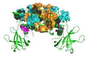 The team mapped specific nanobody contacts (cyan) on the SARS-CoV-2 Nsp9 tetramer using NMR spectroscopy.