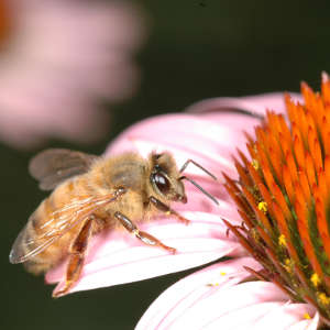 Honey bee worker on Echinacea. Genome analyses of Western honey bees suggest that natural selection is facilitated via a small number of genes expressed largely in worker bees.