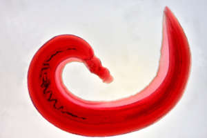 The Schistosoma mansoni parasitic worm