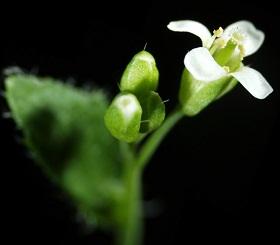 
Arabidopsis thaliana  flower.
