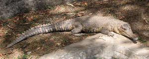 Central African slender-snouted crocodile