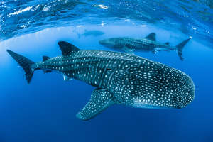 Whale shark populations have declined by more than 50% in the past 75 years and are listed as endangered on the IUCN Red List.