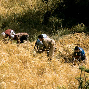 Harvesting a wheat crop in Morocco