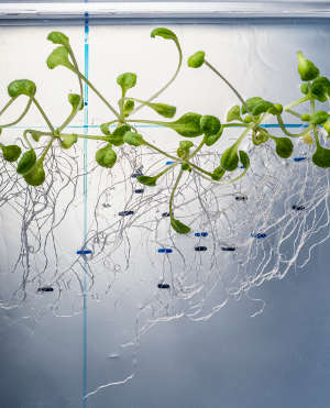 Arabidopsis seedlings are often used as an experimental plant model