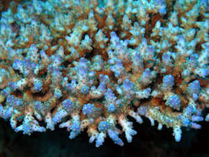 Acropora loripes